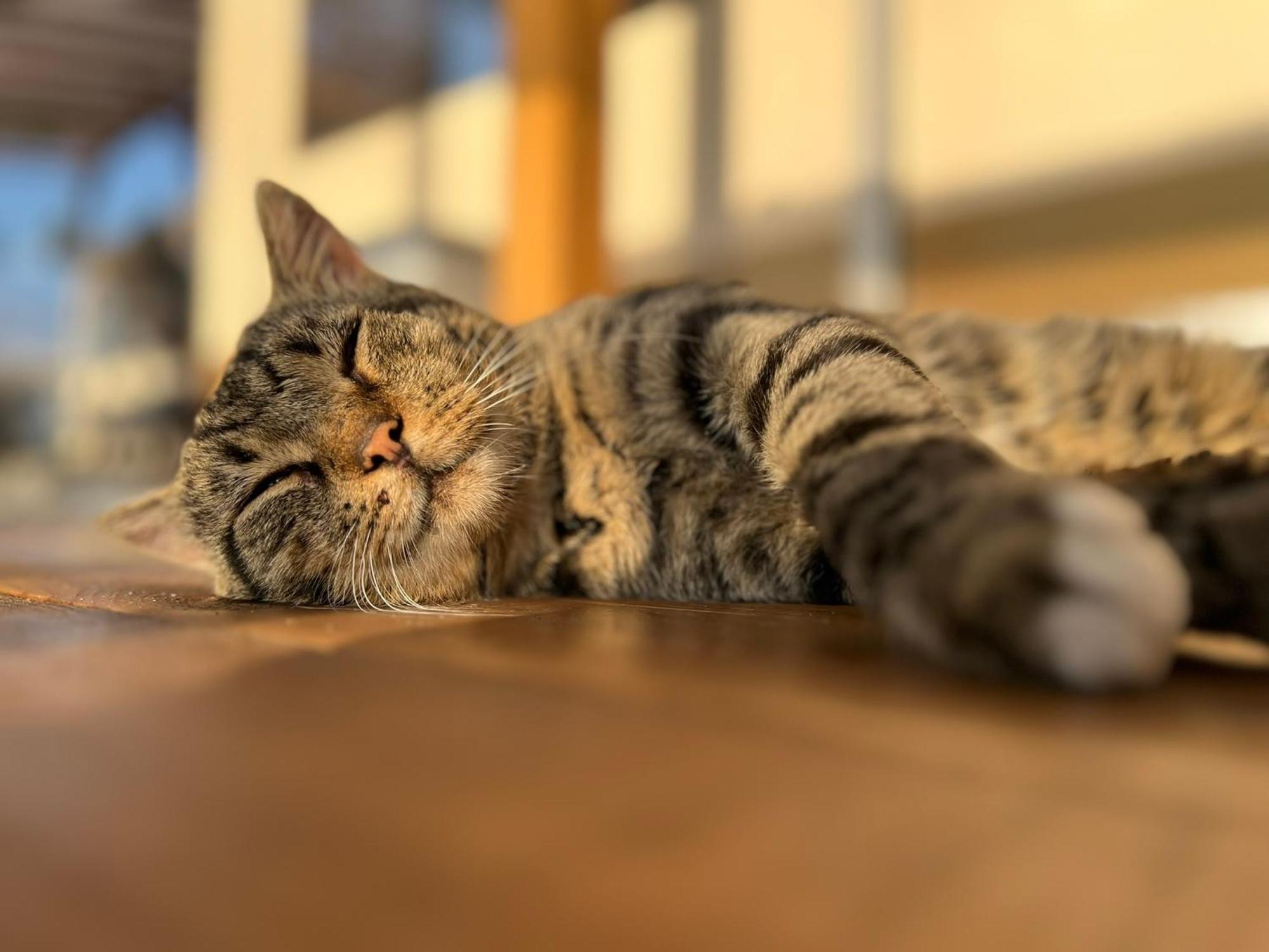 Karavana Tropicana Varna Dış mekan fotoğraf